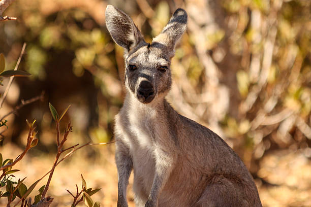 euro A Euro, a type of wallaroo, checking us out in Cape Ranges National Park, Australia. cape range national park photos stock pictures, royalty-free photos & images
