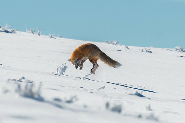 renard roux bondissant sur une proie dans le parc national de yellowstone, wyoming - renard roux photos et images de collection