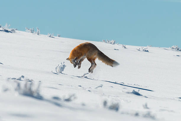 volpe rossa che si avventa sulle prede nel parco nazionale di yellowstone, wyoming - volpe rossa foto e immagini stock
