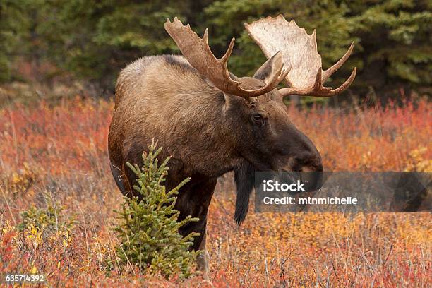 Bull Moose In Denali National Park Alaska Stock Photo - Download Image Now - Moose, Autumn, Alaska - US State