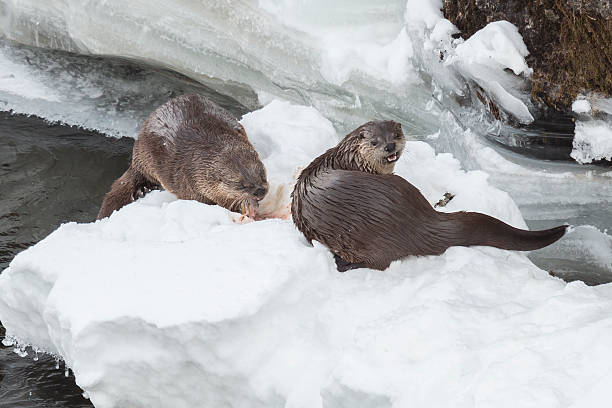 istock River otters feeding on trout in the Yellowstone River. 635714476
