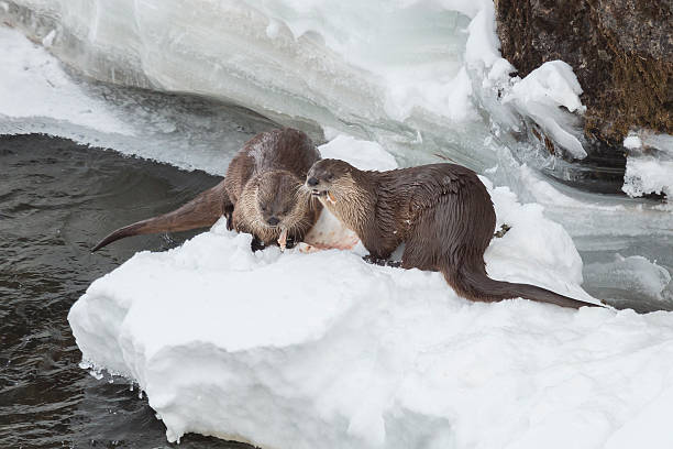 istock River otters feeding on trout in the Yellowstone River. 635714494