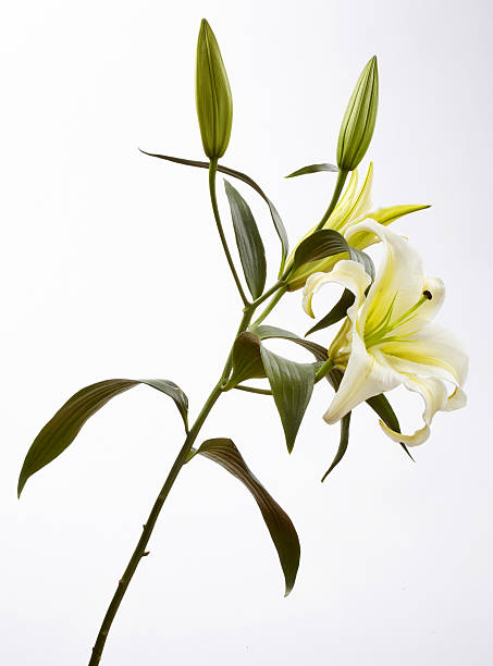 istock Studio Shot of Flowers 635715148