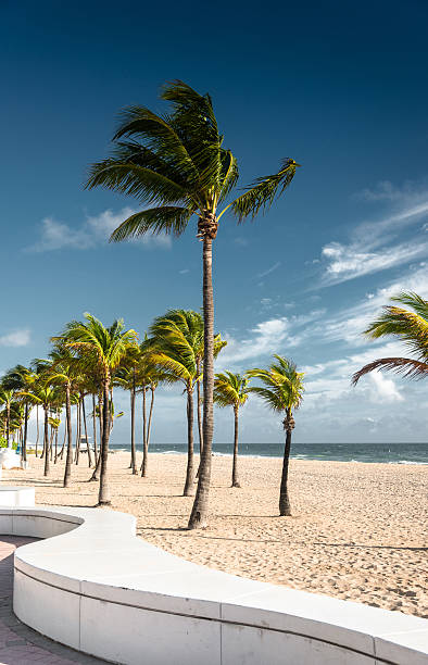 istock palm tree in miami fort lauderdale 635715274
