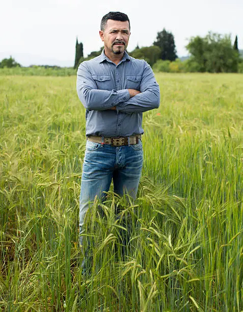 Mature man among green grass and wheat ears