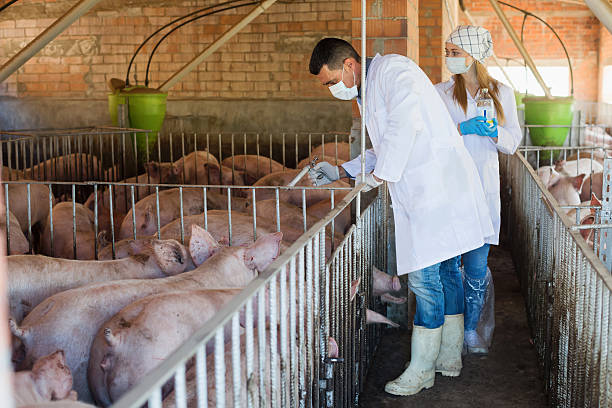 istock Man and woman veterinarians to make injection 635718140