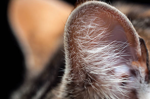 istock Fur and hair on cat's ear 635720680