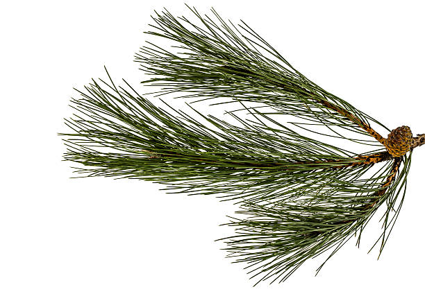 istock Beautiful green pine cones on a branch, isolated 635721116