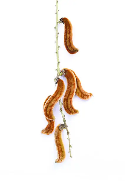 nettles brown pods with on white background (Mucuna pruriens).