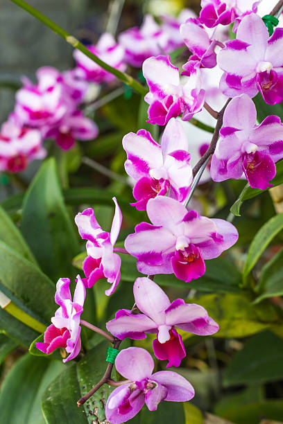 istock Orchids bloom in the garden 635723056