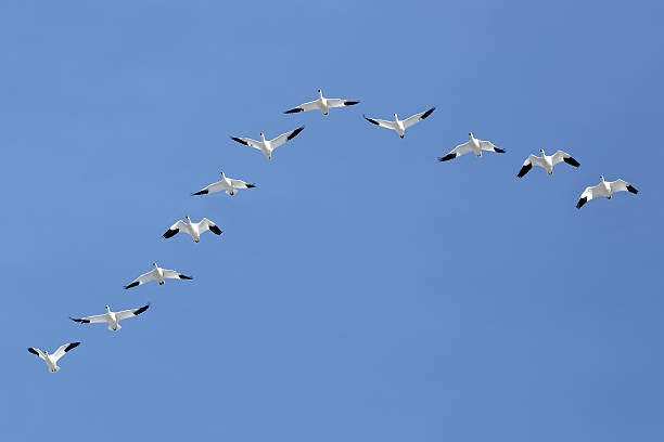 istock Migrating Snow Geese Flying in V Formation 635723682