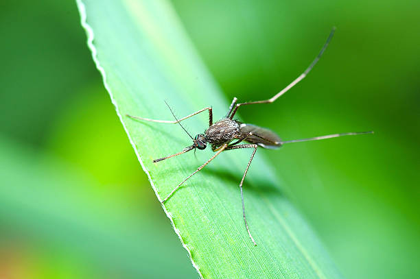 Mosquito in macro photo Mosquito perched on a green leaf mosquito photos stock pictures, royalty-free photos & images