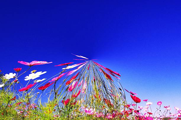 The cosmos which dances the blue sky