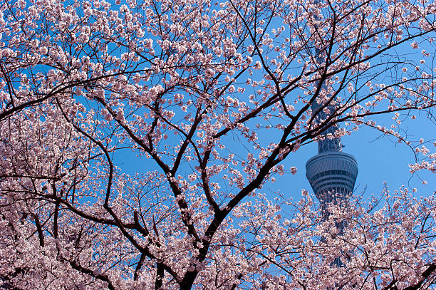 istock The view in Tokyo Sky Tree and Sakura.　2 635724324