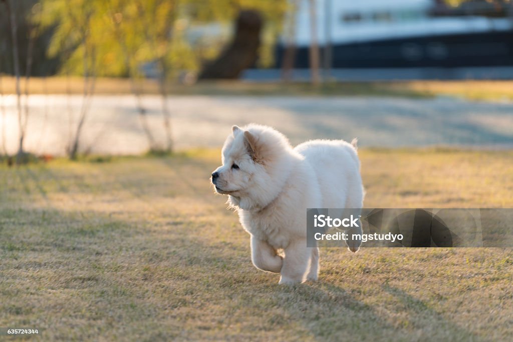 Chow Chow puppy dog playing outdoors Chow Chow puppy dog playing outdoors  ın park Chow - Dog Stock Photo