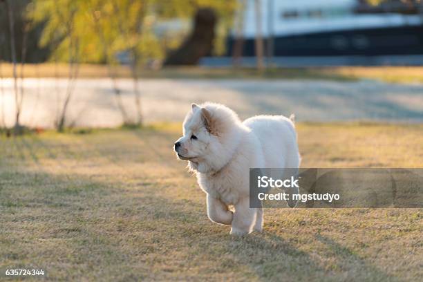 Chow Chow Puppy Dog Playing Outdoors Stock Photo - Download Image Now - Chow - Dog, White Color, Playing