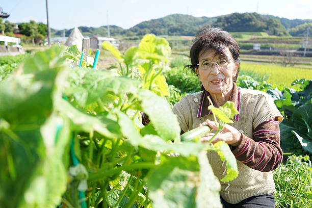 istock Asian senior cultivating vegetables with smile 635724586