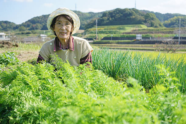 istock Asian senior cultivating vegetables with smile 635724686
