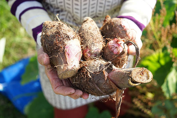 istock Asian senior cultivating vegetables with smile 635724724
