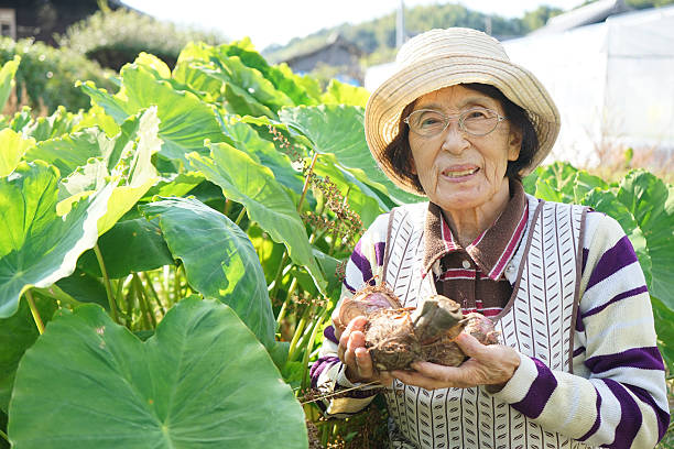 istock Asian senior cultivating vegetables with smile 635724748