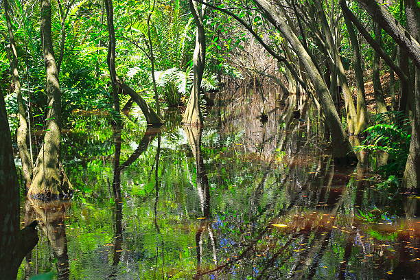 istock Swamp Wetland Mangrove tropical rainforest, tree trunks and roots Landscape 635725184