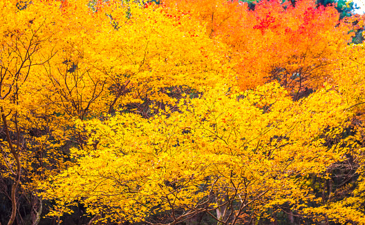 Fall foliage in Akame Creek, Nabari, Mie, Japan