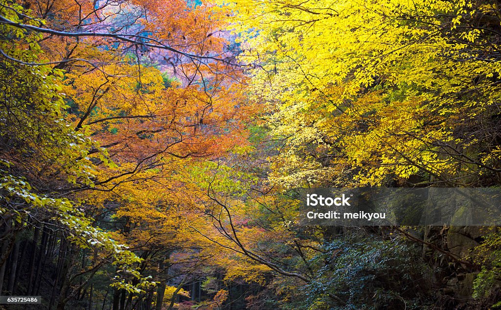 Akame Creek in Nabari, Mie, Japan Fall foliage in Akame Creek, Nabari, Mie, Japan Akame Shijyuhachi Stock Photo