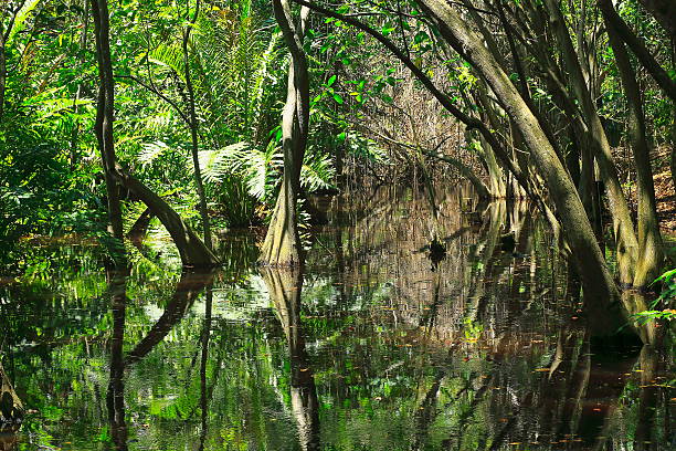 marécages zones humides mangroves tropicales humides, troncs et racines d’arbres paysage - tree stream forest woods photos et images de collection