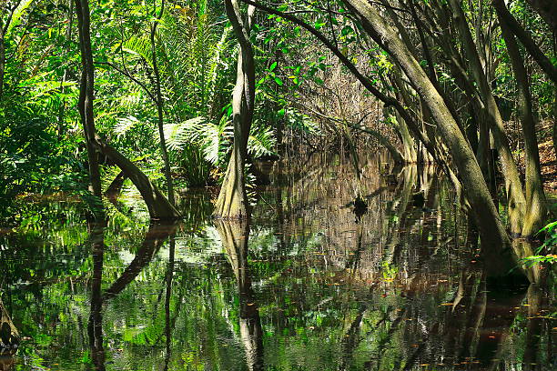 болото водно-болотных угодий мангровые тропические леса, стволы деревьев и корни пейзаж - green woods forest southern brazil стоковые фото и изображения