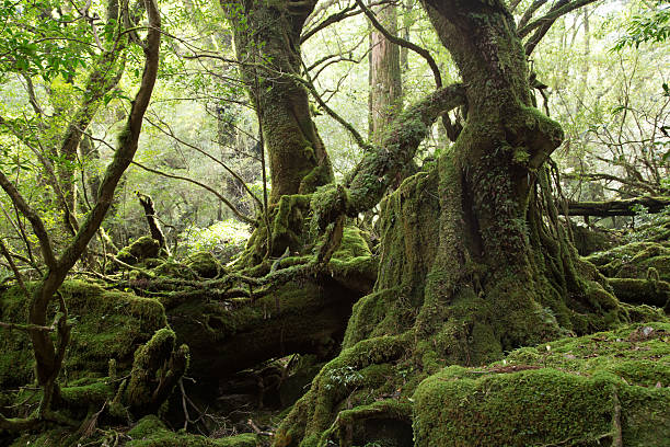 istock Moss forest in Yakushima, Japan 635726010