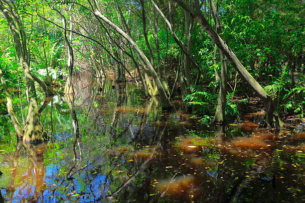istock Swamp Wetland Mangrove tropical rainforest, tree trunks and roots Landscape 635726194