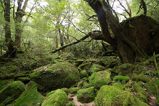 istock Moss forest in Yakushima, Japan 635726442