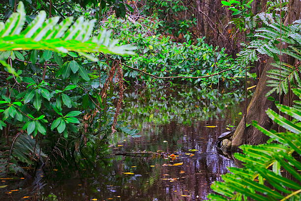 tortue, forêt tropicale humide des marais, fougères bracken sur la rivière paysage - green woods forest southern brazil photos et images de collection