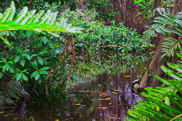 черепаха, болотные водно-болотные угодья тропических лесов, bracken папоротники над рекой пейзаж - green woods forest southern brazil стоковые фото и изображения