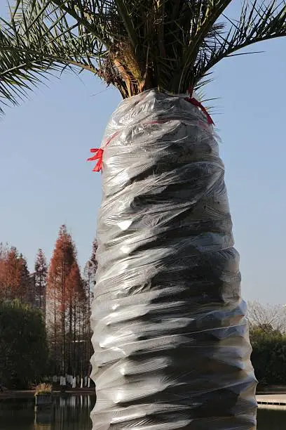 Photo of Palm Tree Wrapped in Plastic