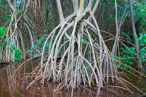 Swamp Wetland Mangrove tropical rainforest, tree trunks and roots Landscape