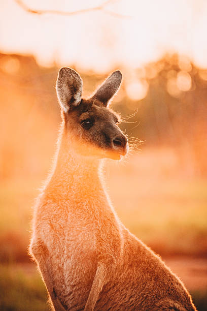 캥거루 at 해질녘까지 - kangaroo outback australia sunset 뉴스 사진 이미지