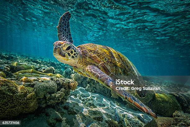 Tartaruga Verde - Fotografie stock e altre immagini di Tartaruga - Tartaruga, Mare, Animale