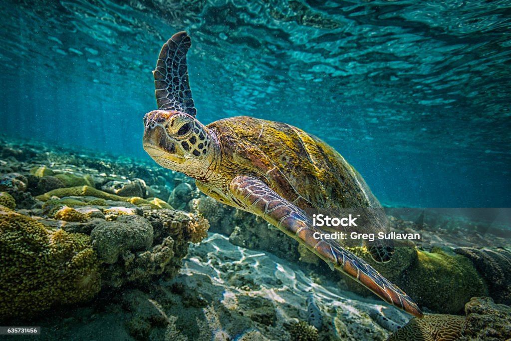 Green Turtle A green turtle swims through the pristine waters of the Great Barrier Reef in Queensland, Australia Turtle Stock Photo