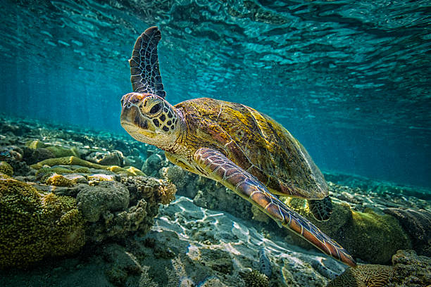 Green Turtle A green turtle swims through the pristine waters of the Great Barrier Reef in Queensland, Australia underwater diving photos stock pictures, royalty-free photos & images