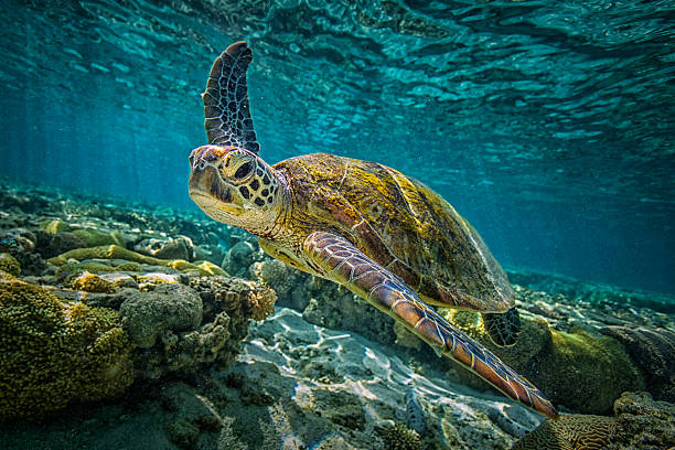 Green Turtle A green turtle swims through the pristine waters of the Great Barrier Reef in Queensland, Australia great barrier reef stock pictures, royalty-free photos & images