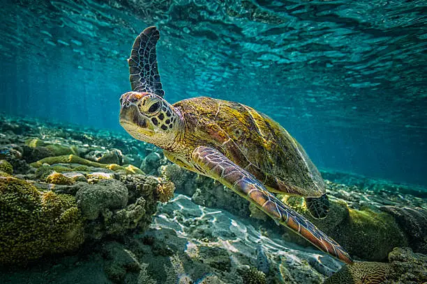 Photo of Green Turtle
