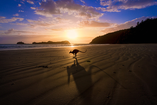 A kangaroo jumps in front of a sunrise over the beach in tropical north Queensland, creating a dramatic shadow in the foreground