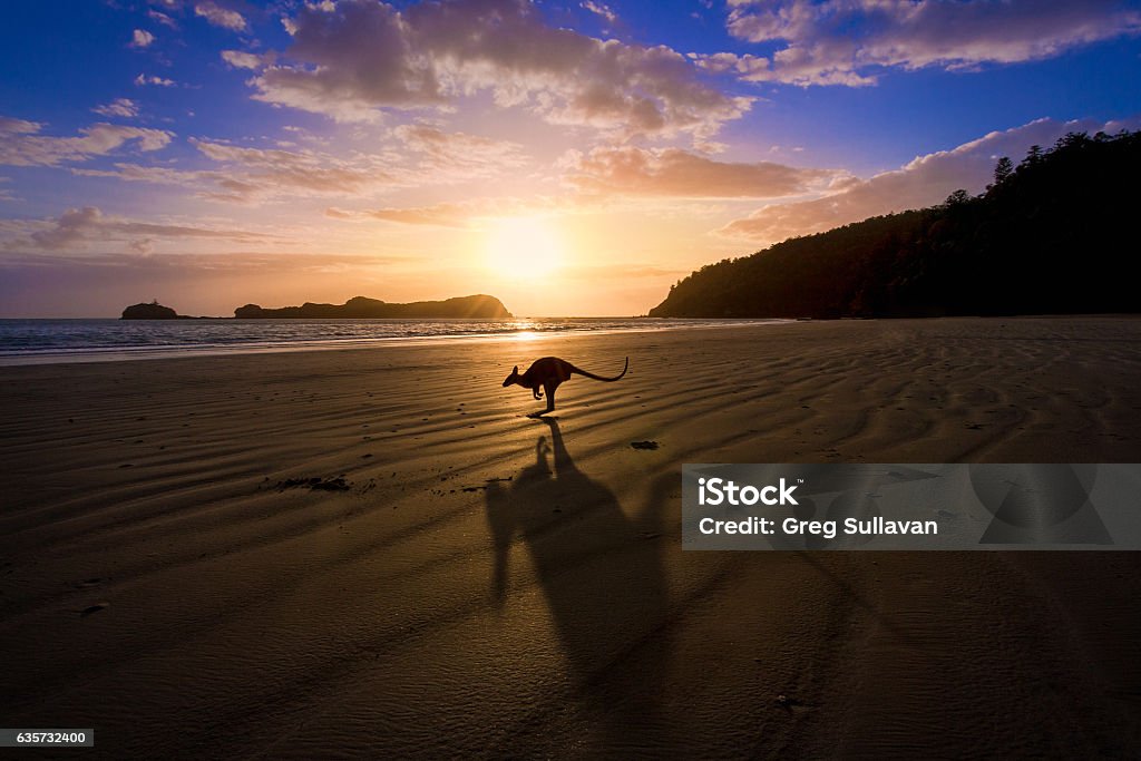 Iconic Australian Theme A kangaroo jumps in front of a sunrise over the beach in tropical north Queensland, creating a dramatic shadow in the foreground Australia Stock Photo