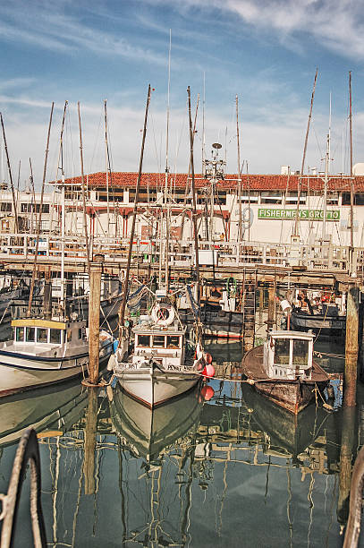 birds flying near a tall ship docked at a pier in san francisco