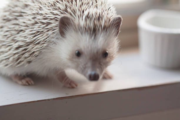 istock Life of cute hedgehog 635733190