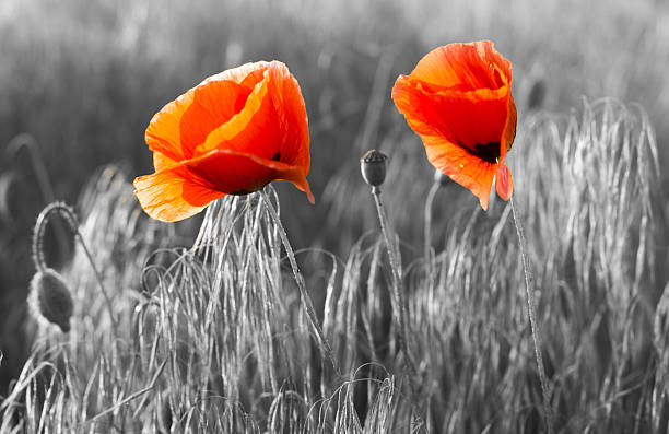 istock Red poppies in the light of the setting sun 635733678