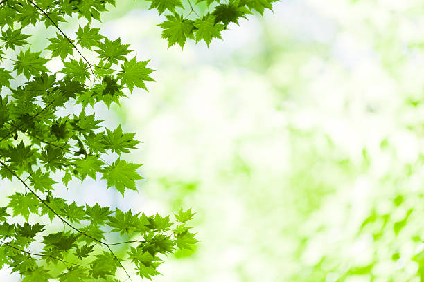 istock Green Maple Leaves against Bright Background 635733866