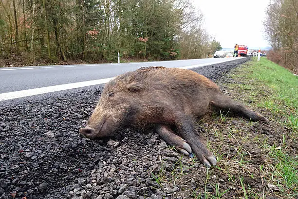 Car accident with wild boar on the road. Overpopulation of wild boars causes many problems.