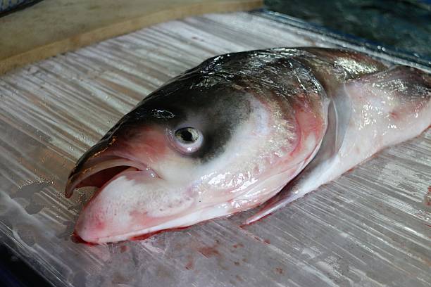 istock Side View of Fish Head on Restaurant Display Board 635738394